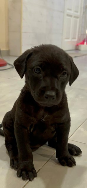 Labrador  Retriever  Mixed  - Labrador Retriever Dog