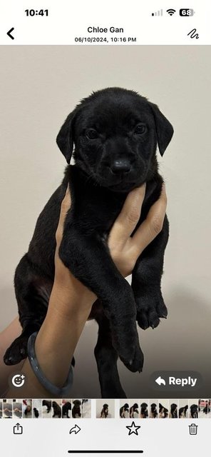 Labrador  Retriever  Mixed  - Labrador Retriever Dog