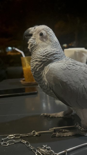 Rocky - African Grey Bird