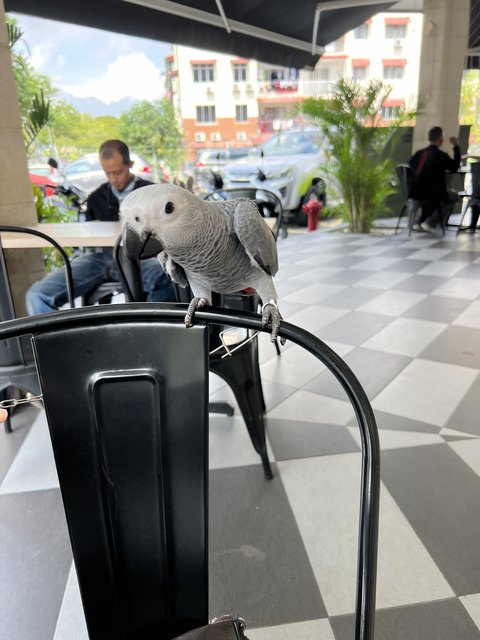 Rocky - African Grey Bird