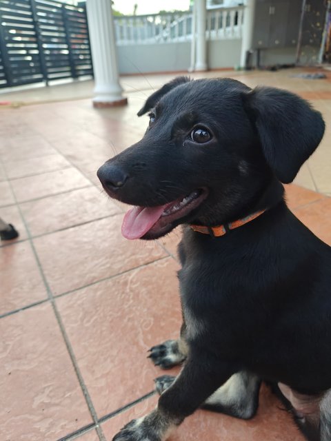 Bisket 🍪(Temporary Name)  - Labrador Retriever Mix Dog