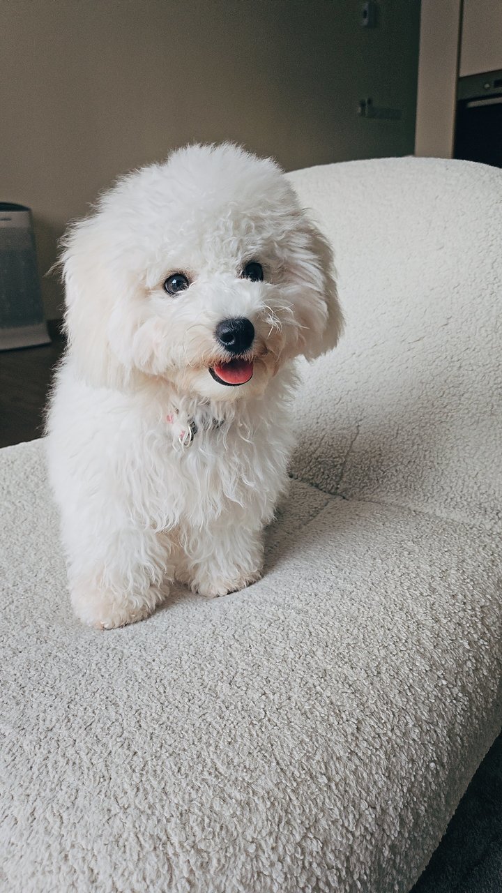 Bella C. - Bichon Frise Dog