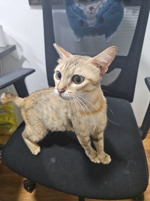 Mama &amp; Babies  - Domestic Short Hair Cat