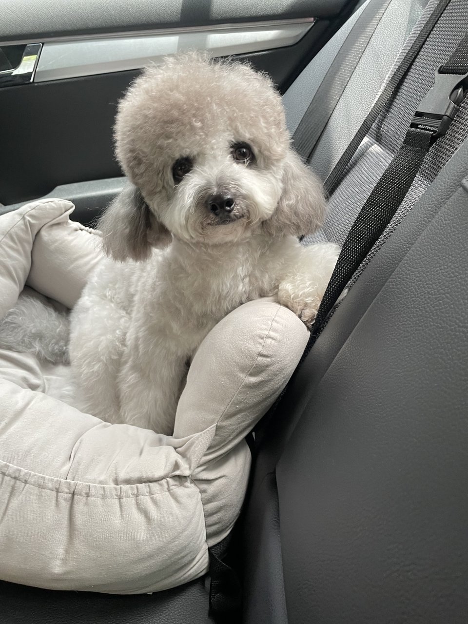 Didi - Poodle Dog