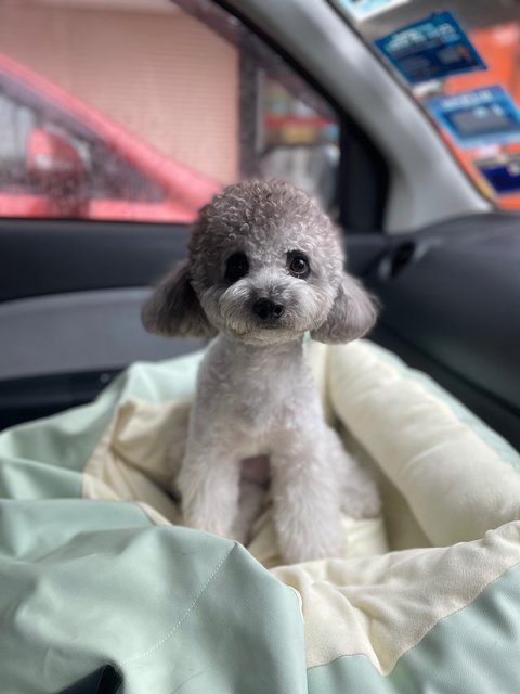 Didi - Poodle Dog