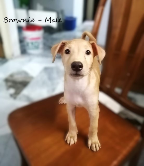 Brownie - Male