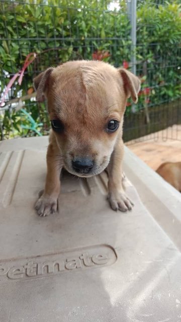 Puppies - Mixed Breed Dog