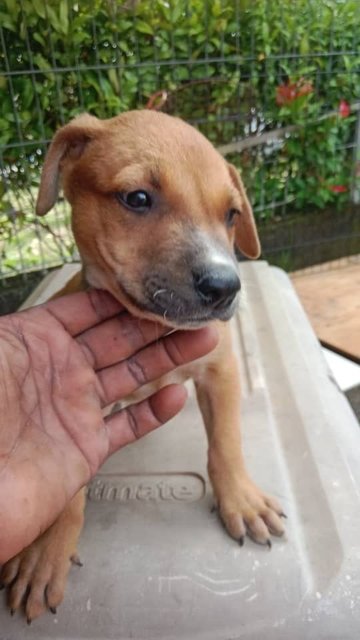 Puppies - Mixed Breed Dog