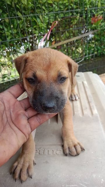 Puppies - Mixed Breed Dog