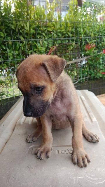 Puppies - Mixed Breed Dog