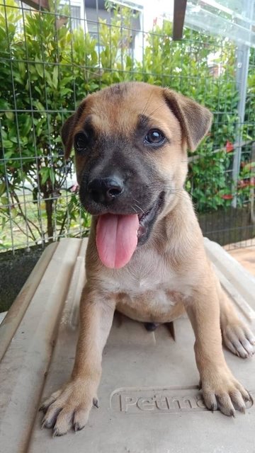 Puppies - Mixed Breed Dog