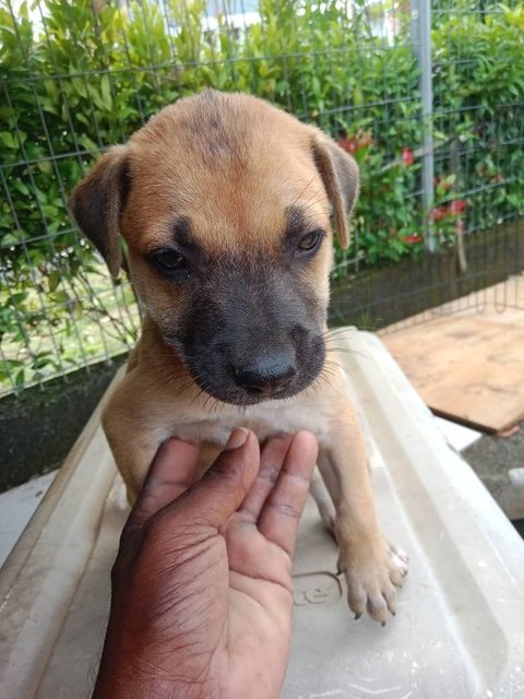 Puppies - Mixed Breed Dog