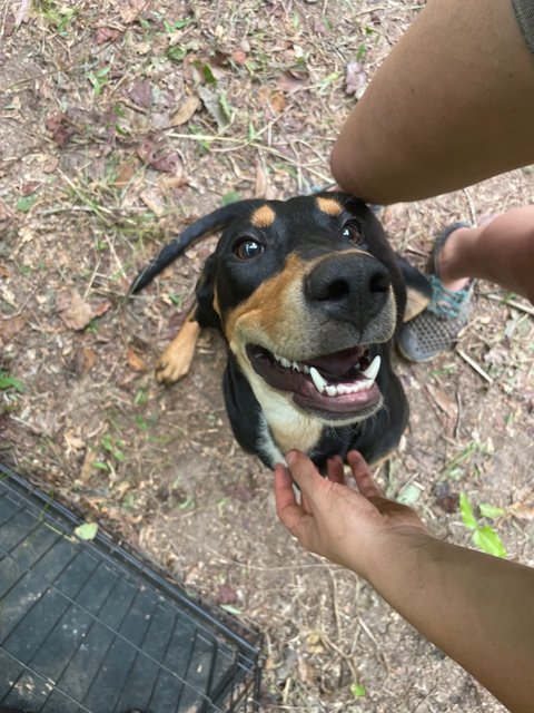 Joy - Black and Tan Coonhound Mix Dog