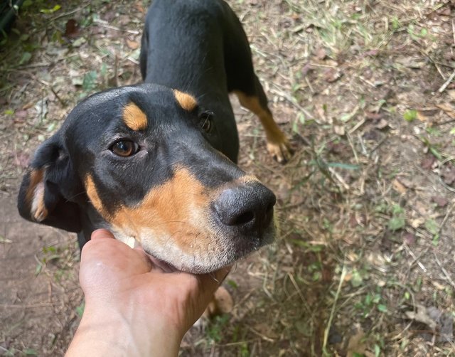 Joy - Black and Tan Coonhound Mix Dog