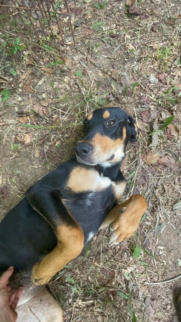 Joy - Black and Tan Coonhound Mix Dog