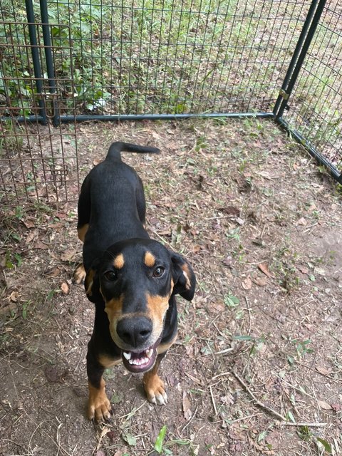 Joy - Black and Tan Coonhound Mix Dog