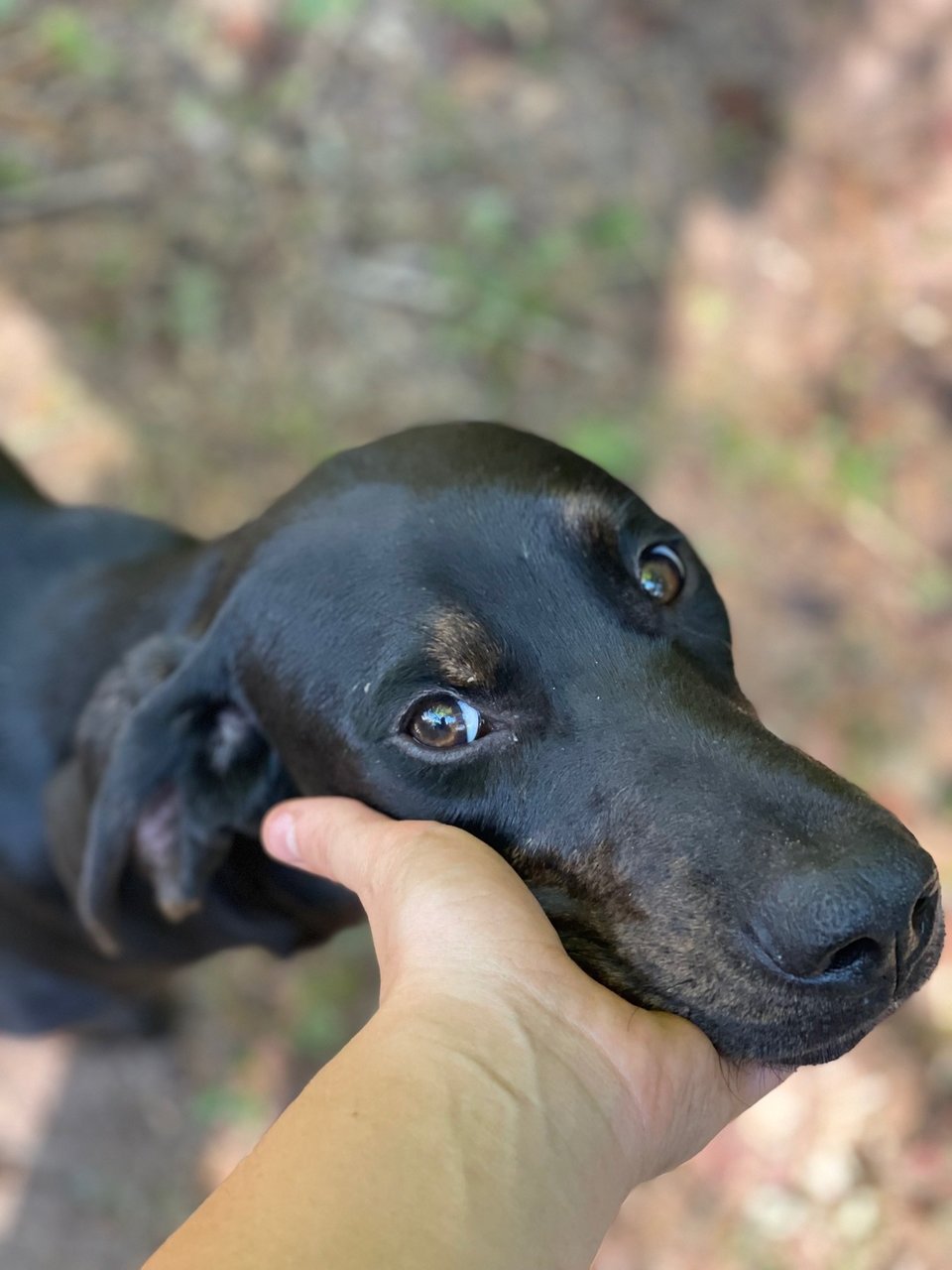 Patience - Black and Tan Coonhound Mix Dog