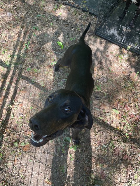 Patience - Black and Tan Coonhound Mix Dog