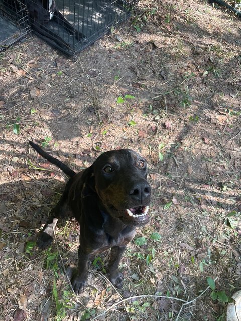 Patience - Black and Tan Coonhound Mix Dog