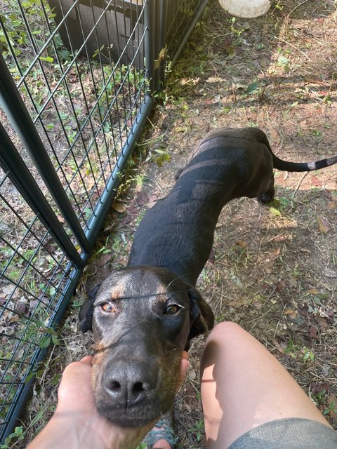 Patience - Black and Tan Coonhound Mix Dog