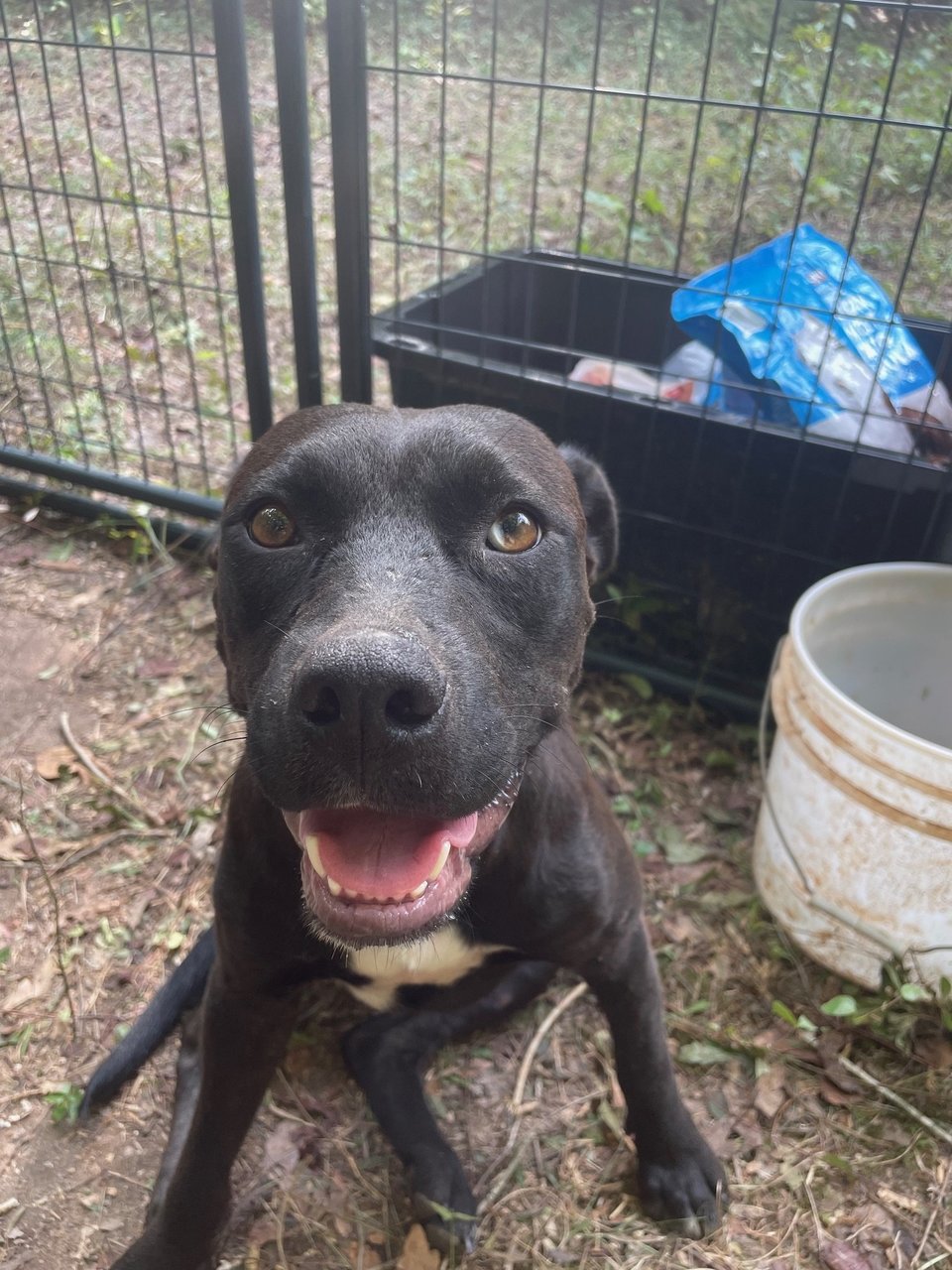 Love - Staffordshire Bull Terrier Mix Dog