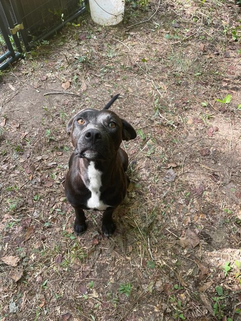 Love - Staffordshire Bull Terrier Mix Dog