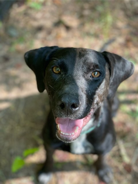 Peace - Black Labrador Retriever Mix Dog