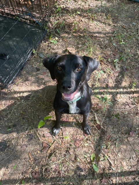 Peace - Black Labrador Retriever Mix Dog