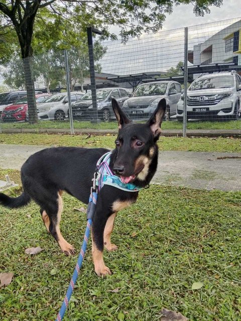 Thinkerbell - German Shepherd Dog Dog