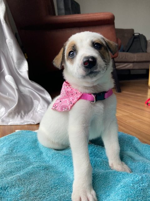 Lil Snoopy  - Mixed Breed Dog