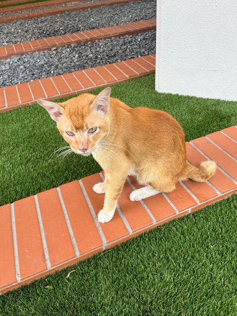 Persimmon - Domestic Short Hair Cat