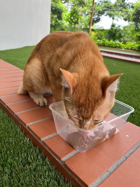 Persimmon - Domestic Short Hair Cat