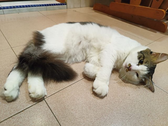 Misai - Domestic Medium Hair Cat