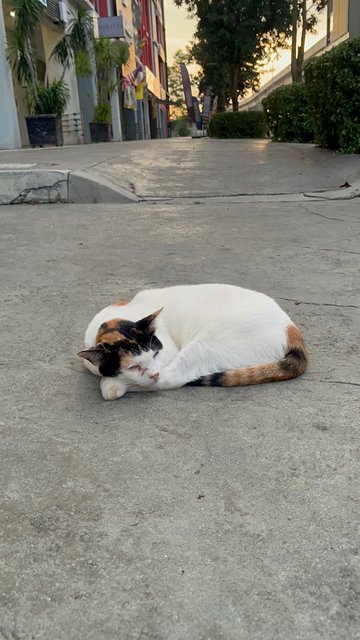 Dot - Domestic Short Hair Cat