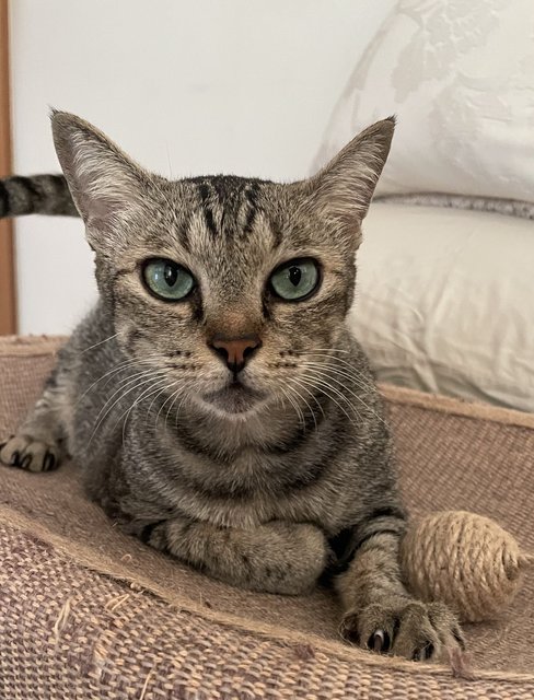 Josie - Tabby Cat