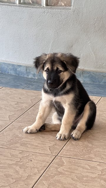 Lucky - Mixed Breed Dog