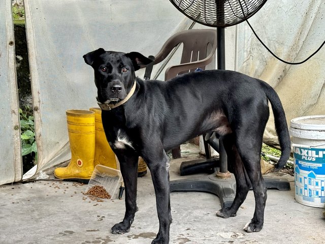 Louis - Labrador Retriever Mix Dog