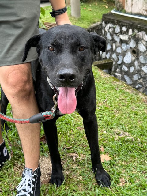 Louis - Labrador Retriever Mix Dog