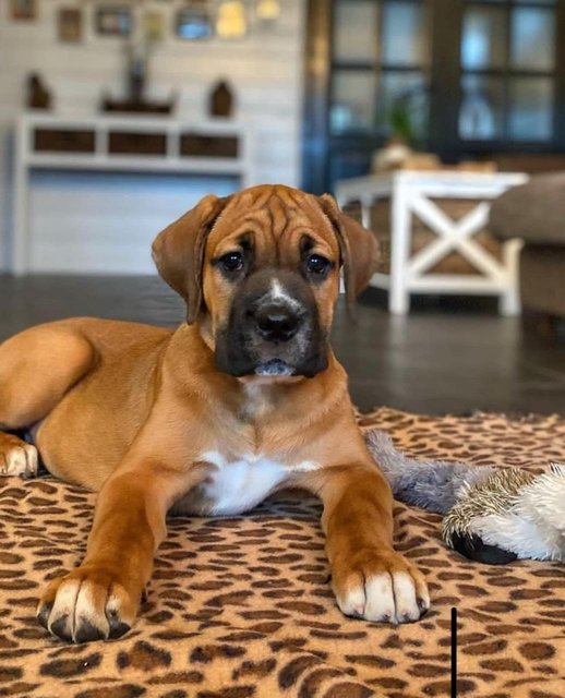 Cane Corso  - Cane Corso Mastiff Dog