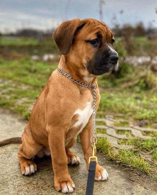 Cane Corso  - Cane Corso Mastiff Dog