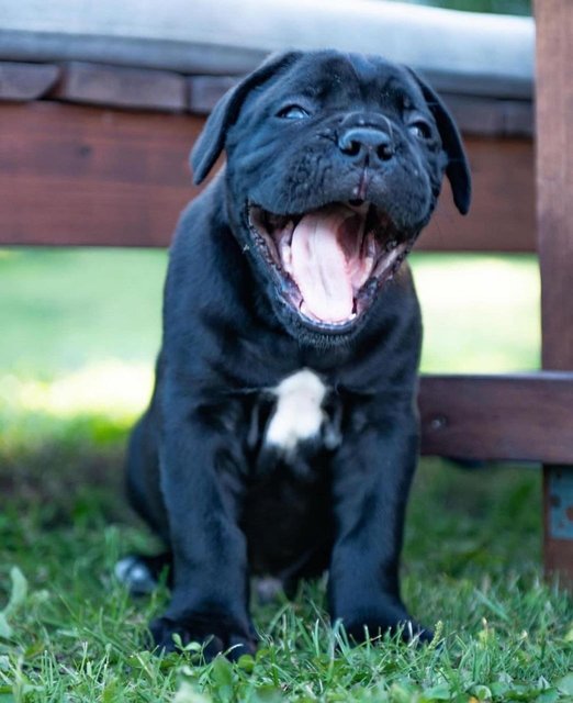 Cane Corso  - Cane Corso Mastiff Dog