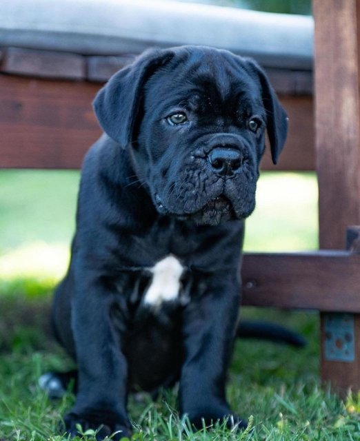 Cane Corso  - Cane Corso Mastiff Dog