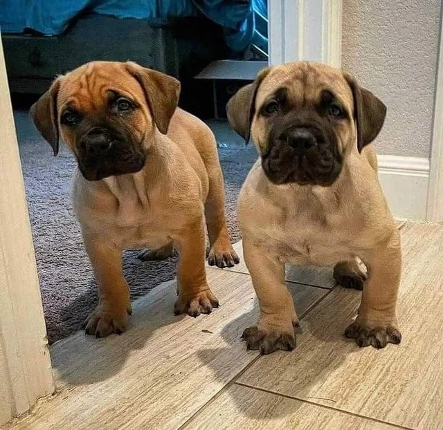 Cane Corso  - Cane Corso Mastiff Dog