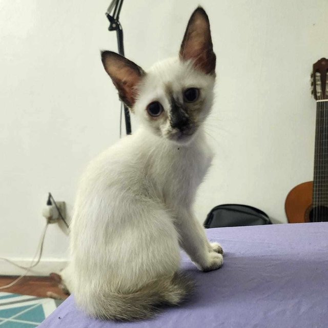 Coco (Siamese) - Siamese + Domestic Short Hair Cat