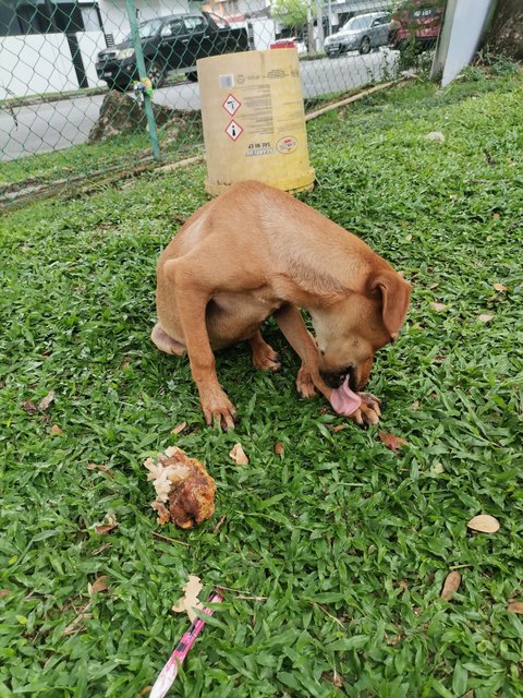 Kopizai Family - Mixed Breed Dog