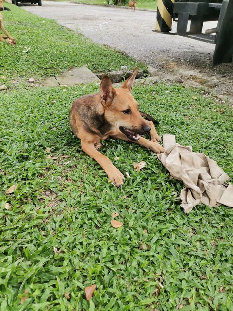 Kopizai Family - Mixed Breed Dog