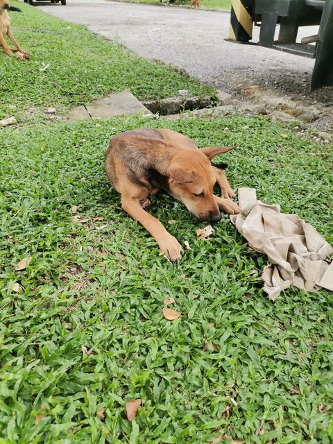 Kopizai Family - Mixed Breed Dog