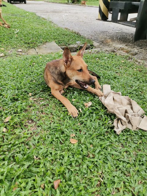 Kopizai Family - Mixed Breed Dog