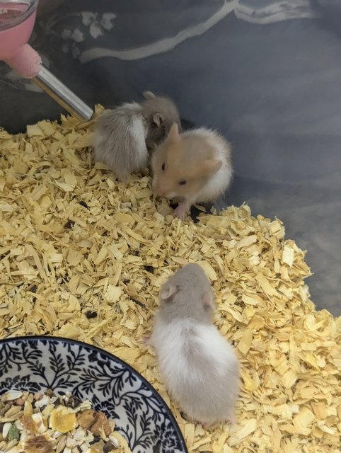 Syrian Baby - Syrian / Golden Hamster Hamster