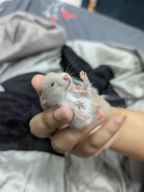 Syrian Baby - Syrian / Golden Hamster Hamster